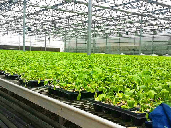 薄膜聯(lián)動(dòng)溫室案例