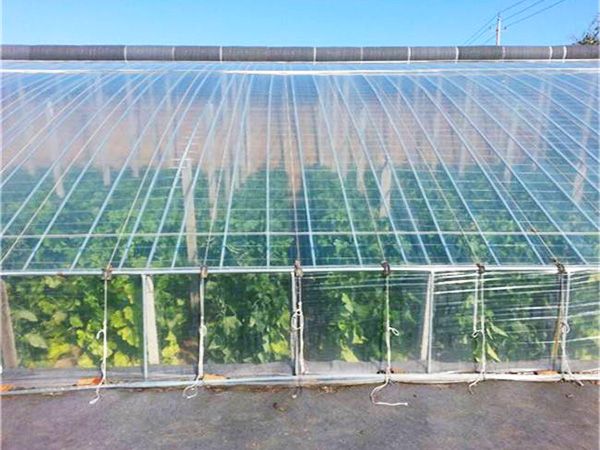 薄膜連棟溫室