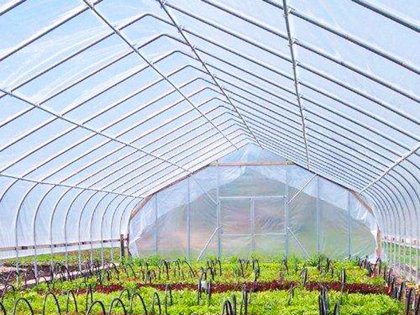 薄膜連棟溫室