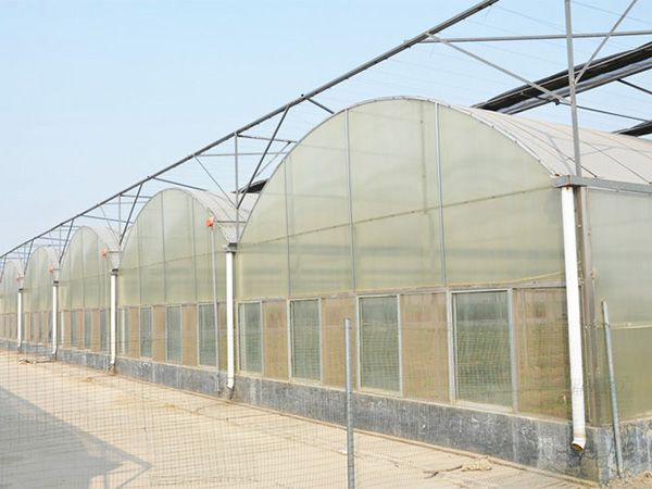 薄膜連棟溫室