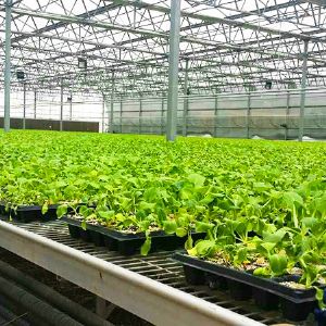 薄膜聯(lián)動(dòng)溫室案例